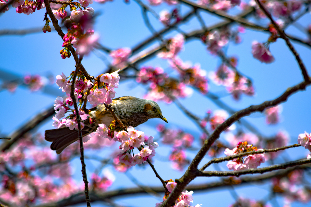 brown-eared bulbul