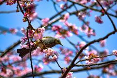 brown-eared bulbul