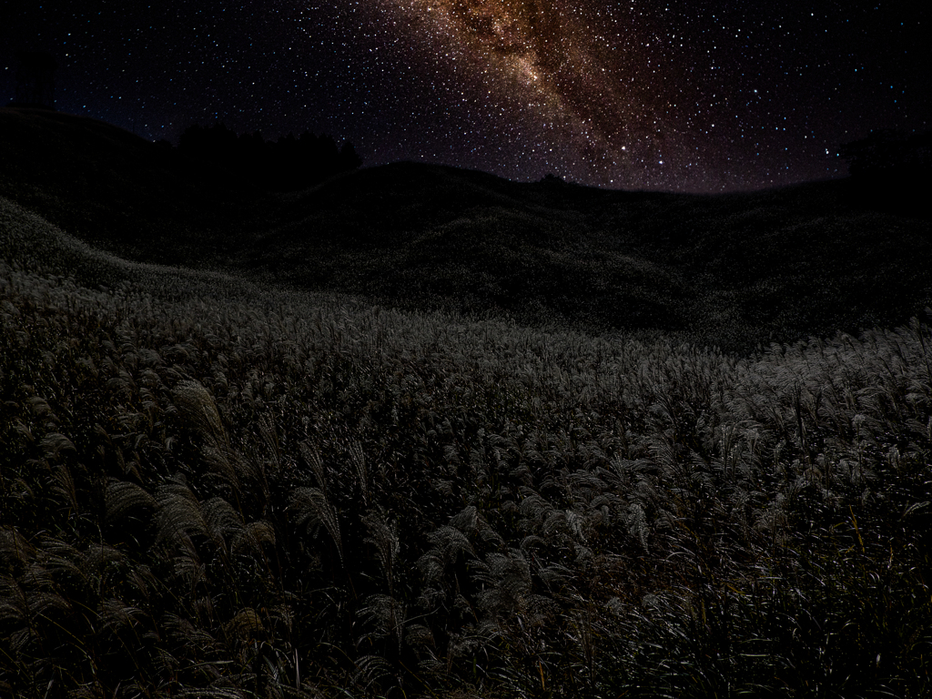 Miscanthus night