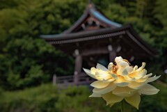 Lotus of 蓮興寺