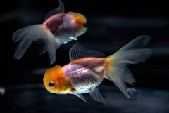 水槽の中の宇宙