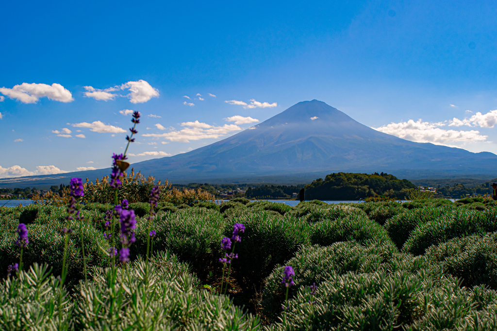 lavender field