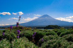 lavender field