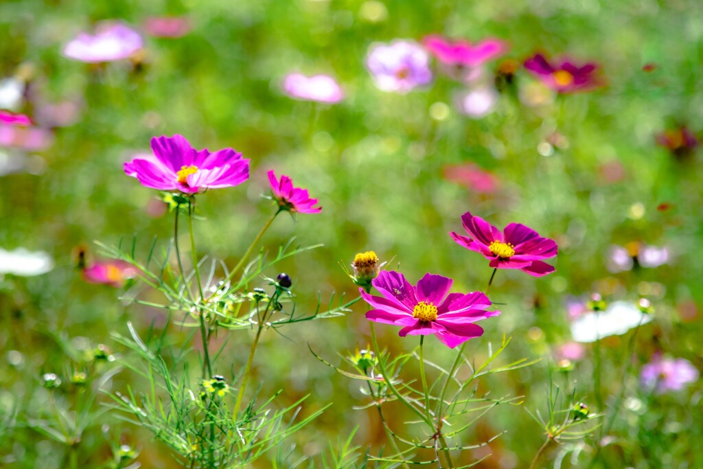 煌花