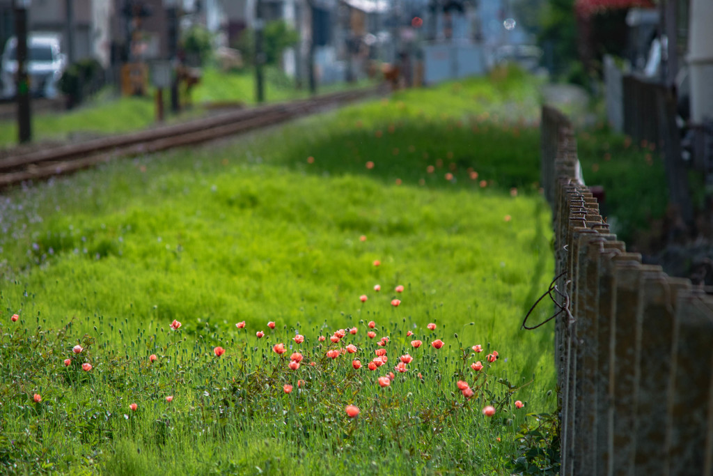線路脇の草花