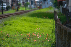 線路脇の草花