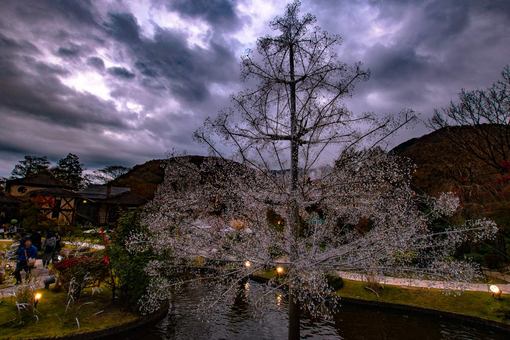 Brilliant trees