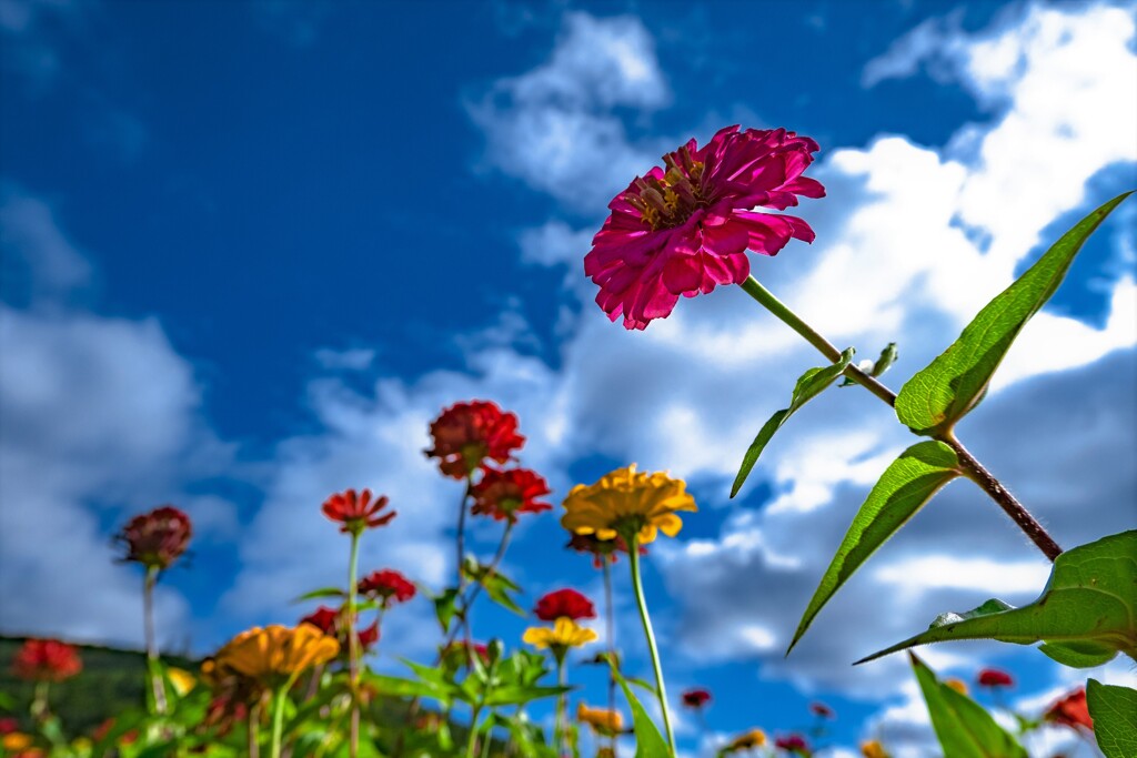 Zinnias in the sky