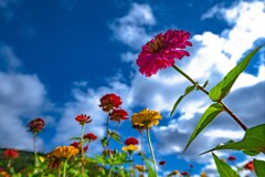 Zinnias in the sky