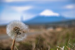 Dandelion