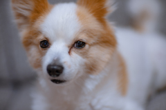 KamLan 50mm F1.1