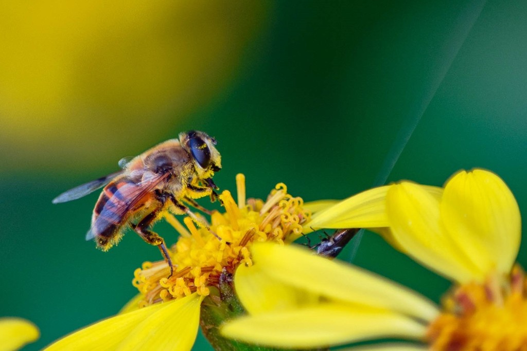 みなしごハッチ
