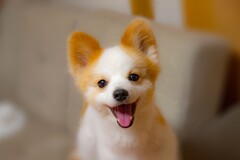 左近