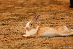 大久野島のウサギ