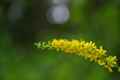 黄色い花