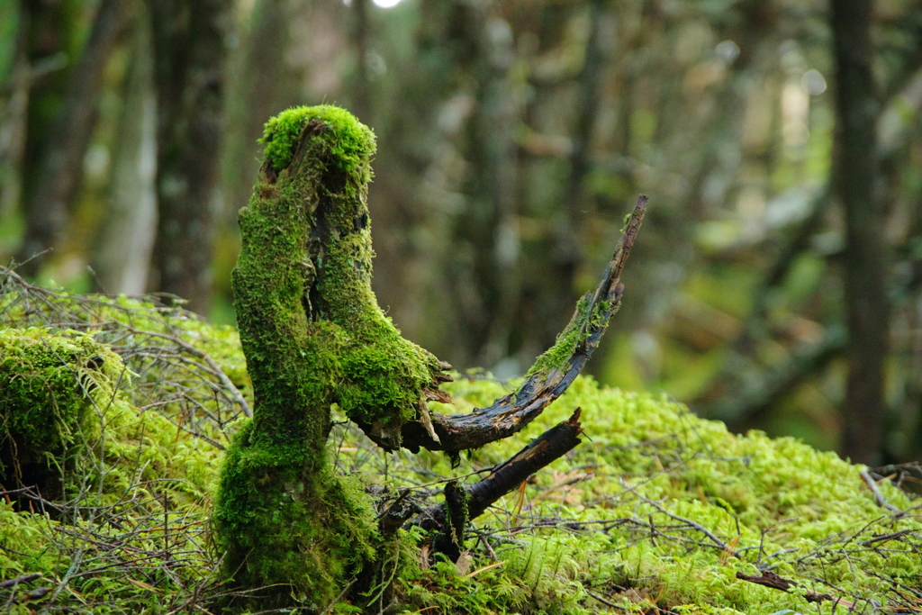 苔むしたナウマン像