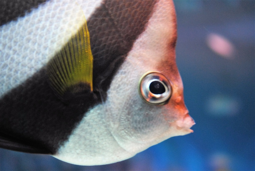 angelfish