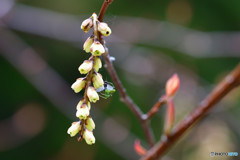 キブシの花に蜘蛛が