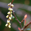 キブシの花に蜘蛛が