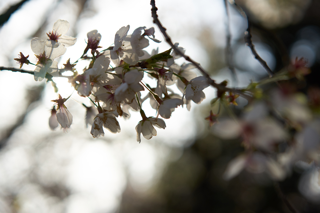 新宿御苑　桜
