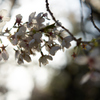 新宿御苑　桜