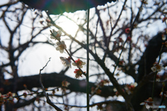 偕楽園　逆光桜