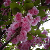 造幣局　桜の通り抜け造幣局
