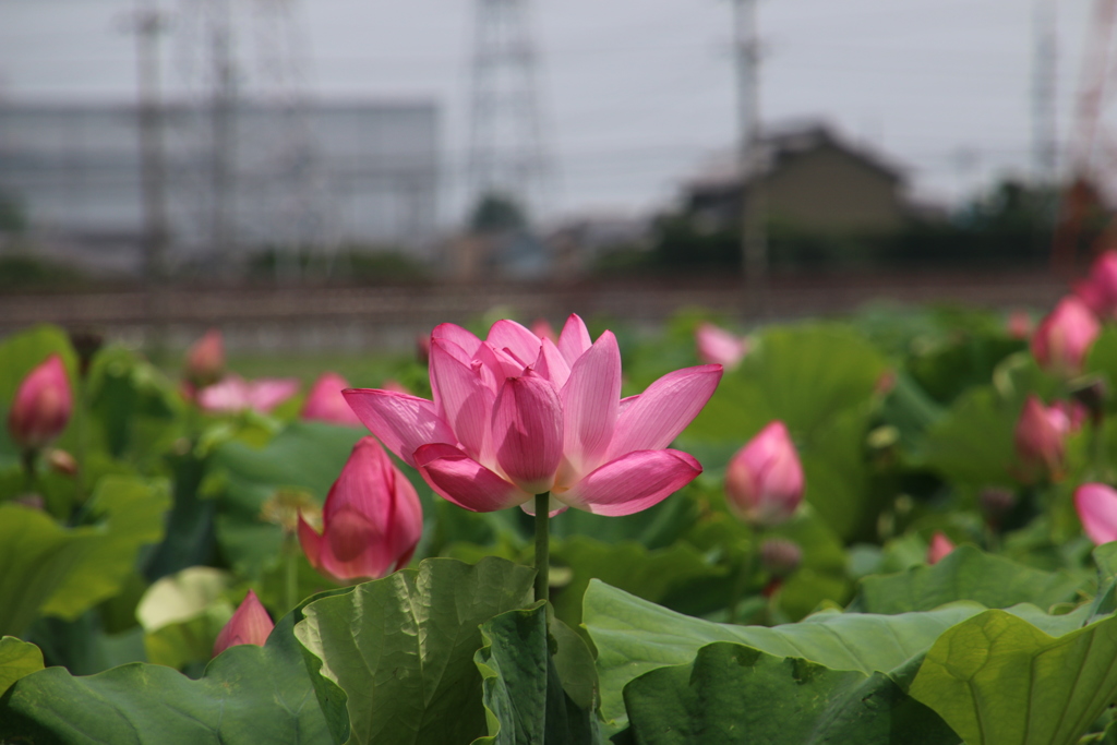 蓮