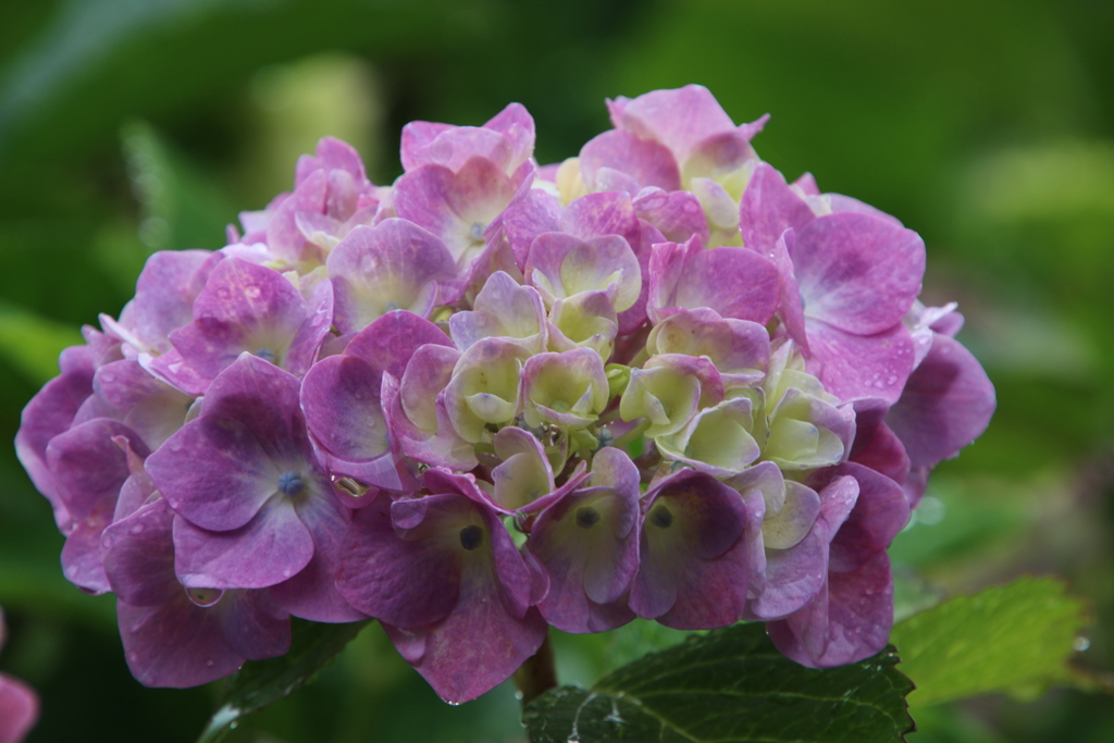 紫陽花