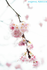 大観桜