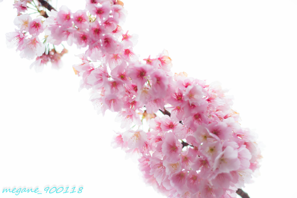 大観桜