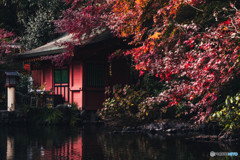 紅