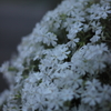 お花