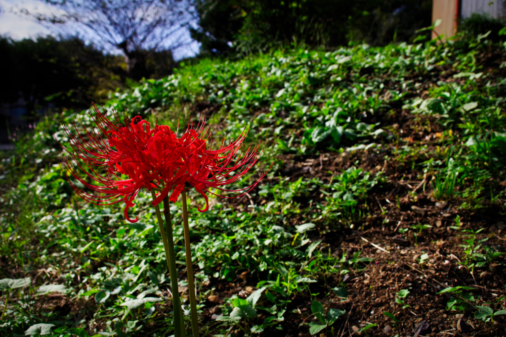 はぐれ曼殊沙華