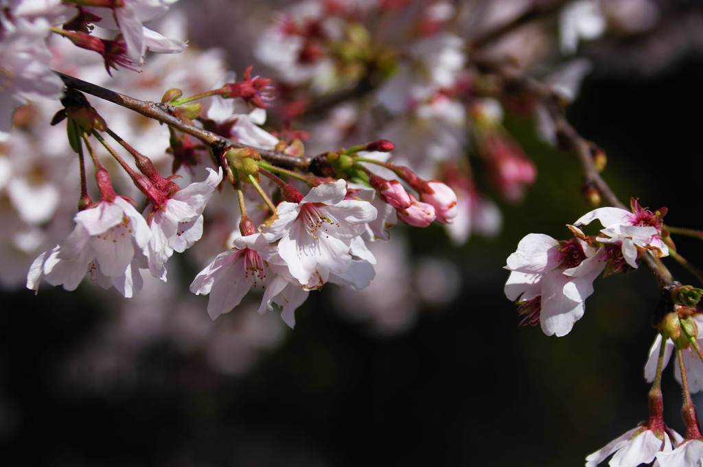 近所の桜3