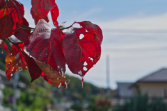 FA50㎜F1.4練習１