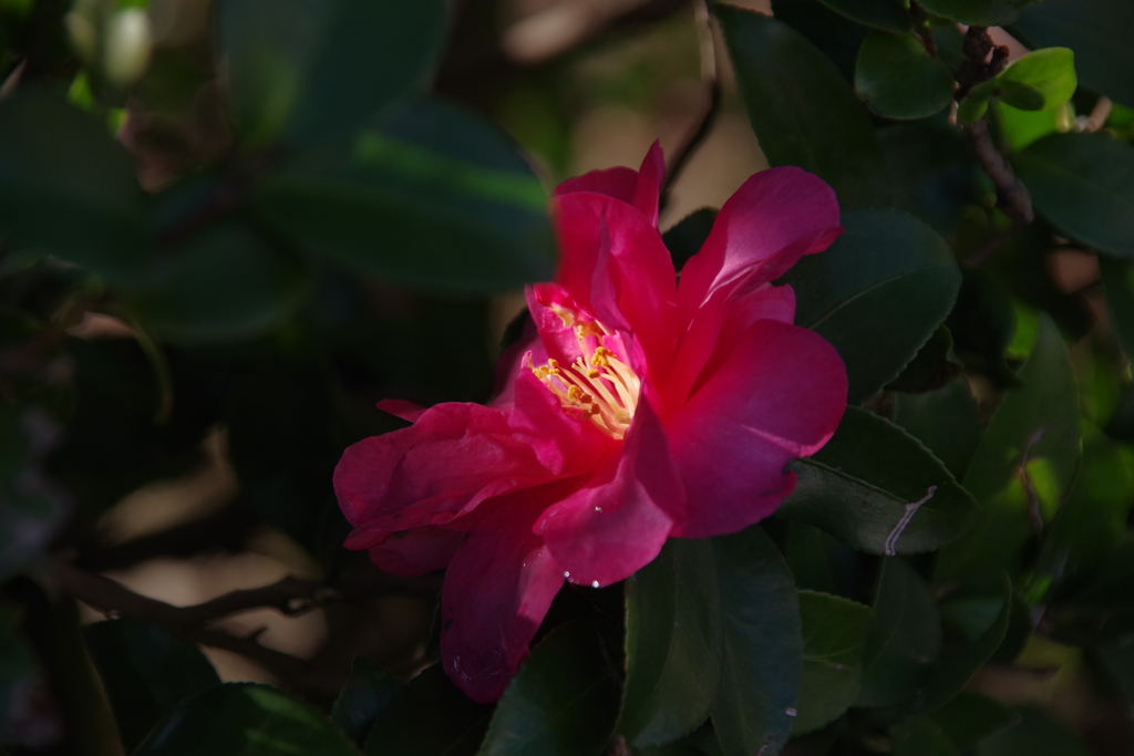 IMGP7513蔵出し「密」