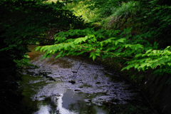 IMGP0605L