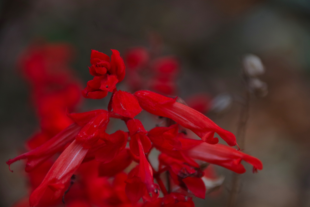 紅い花