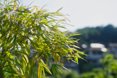 IMGP8820笹越しの里山