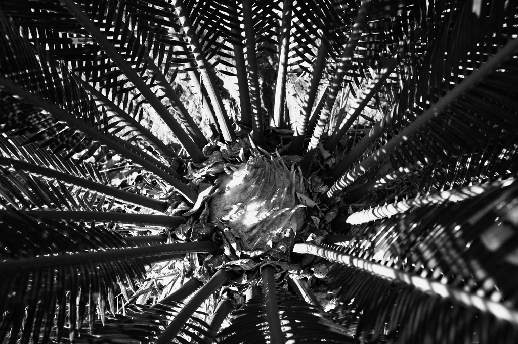 IMGP0269Bw