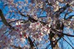 IMGP8296a