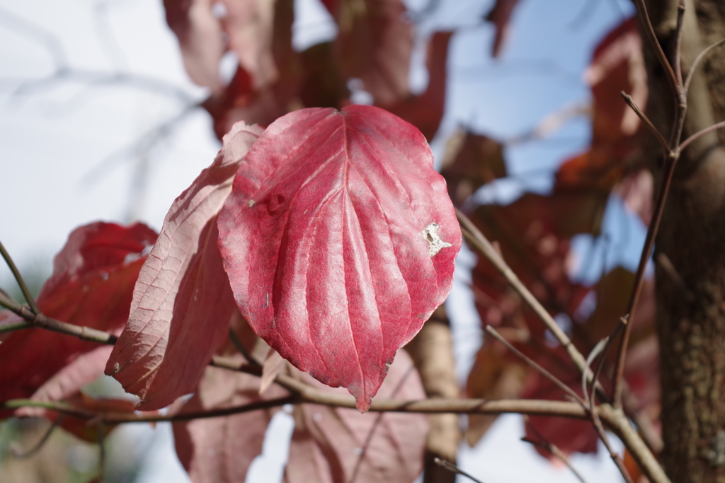 紅葉どうよ、こうよ