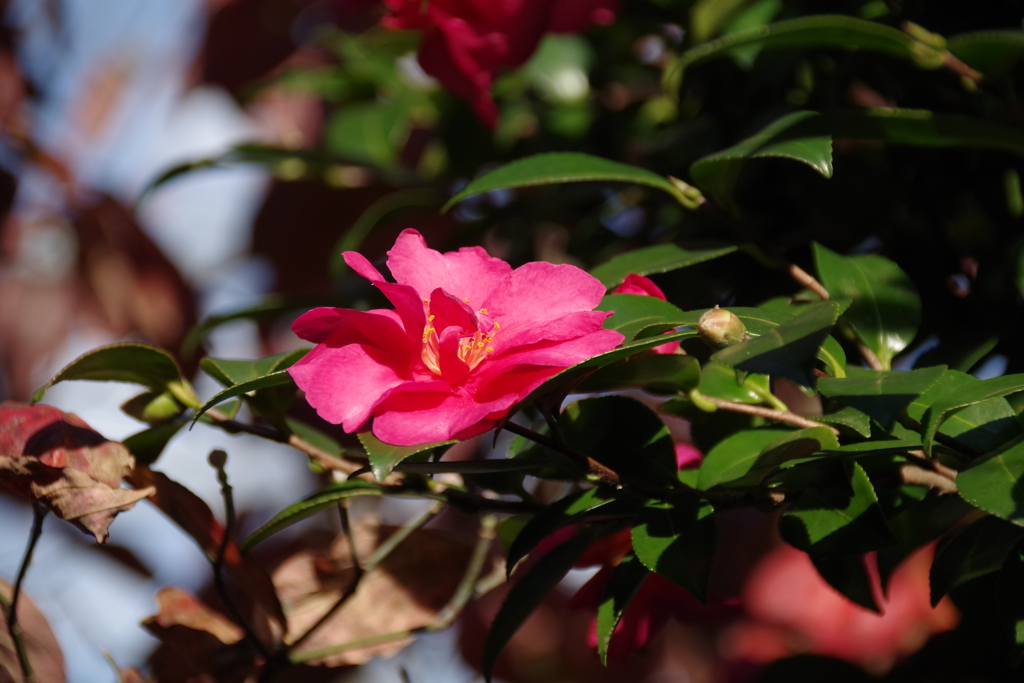 庭に咲く花
