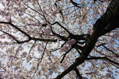 近所の桜2