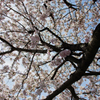 近所の桜2
