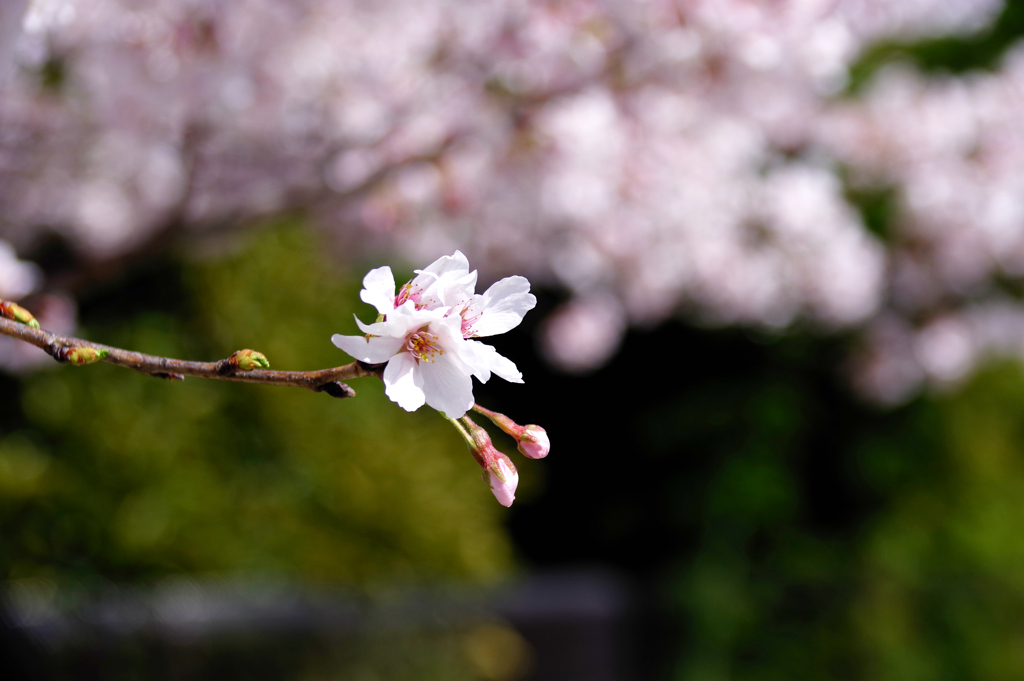近所の桜4