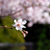 近所の桜4
