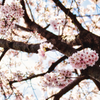 近所の桜１