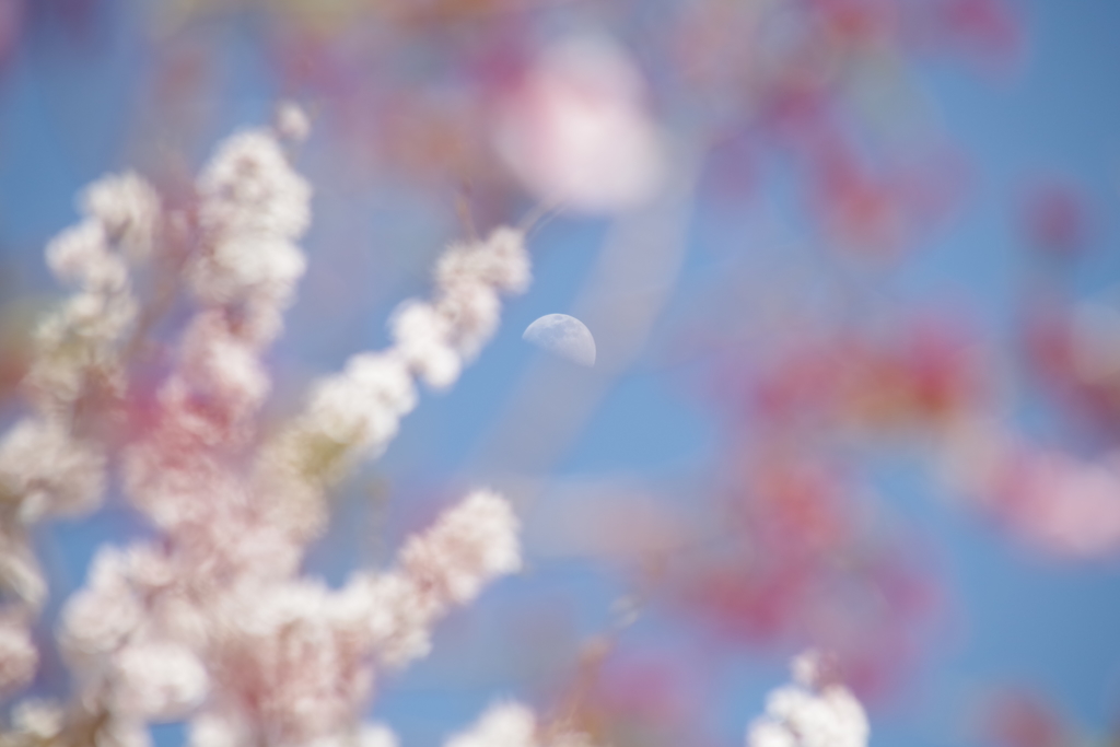 花より団子(食べかけ）